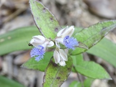 Polygala hongkongensis