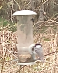 Periparus ater britannicus