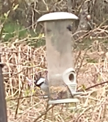 Periparus ater britannicus