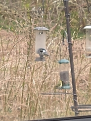 Periparus ater britannicus