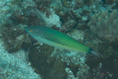 Pseudocoris yamashiroi