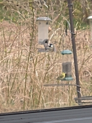 Periparus ater britannicus