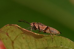 Arocatus aenescens