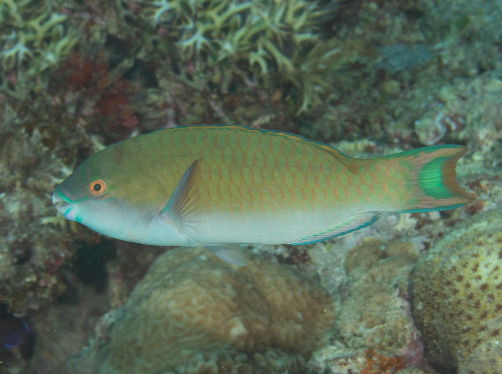 Sier-papegaaivis (Scarus festivus) — Scaridae