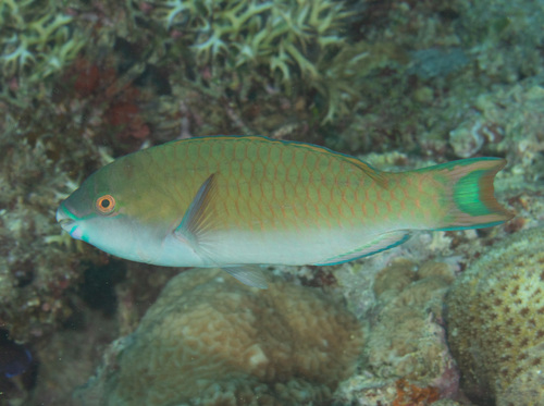 Festive parrotfish (Scarus festivus) — Scaridae