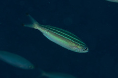 Pterocaesio trilineata