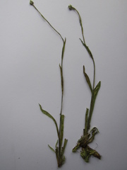 Pilosella cymosa cymosa