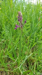 Anacamptis laxiflora