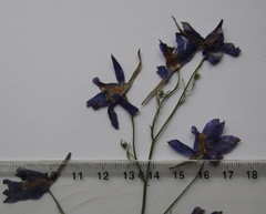 Delphinium consolida consolida