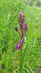 Anacamptis laxiflora