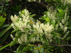 Itea chinensis