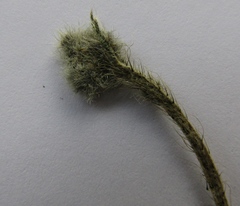 Pilosella cymosa cymosa