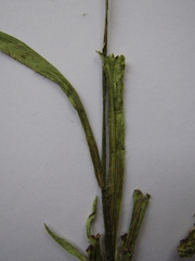 Pilosella cymosa cymosa