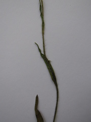 Pilosella cymosa cymosa