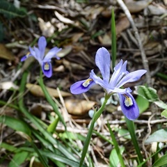 Iris speculatrix