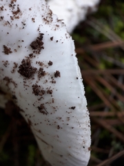 Amanita lactea