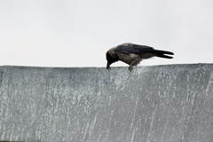 Corvus cornix cornix