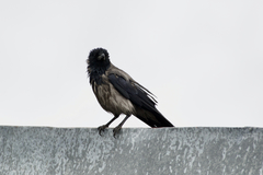 Corvus cornix cornix