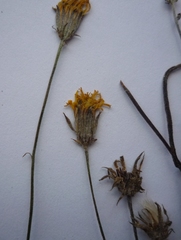 Crepis ramosissima