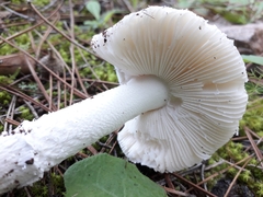 Amanita lactea