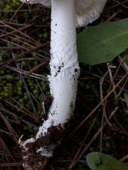 Amanita lactea