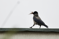 Corvus cornix cornix