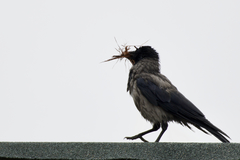 Corvus cornix cornix