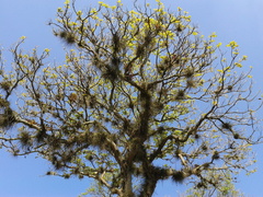 Spathodea campanulata