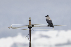 Corvus cornix cornix