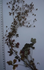 Potentilla inclinata