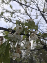 Prunus avium