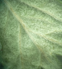 Potentilla inclinata