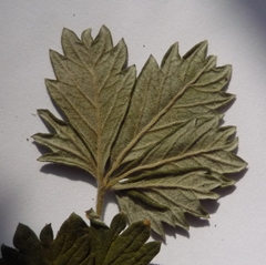 Potentilla inclinata