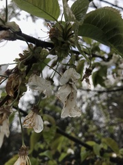 Prunus avium