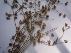 Potentilla inclinata