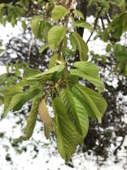 Prunus avium