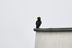 Corvus cornix cornix