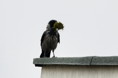 Corvus cornix cornix