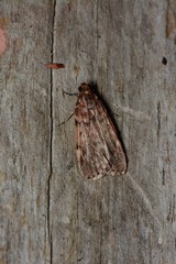 Mimaglossa nauplialis