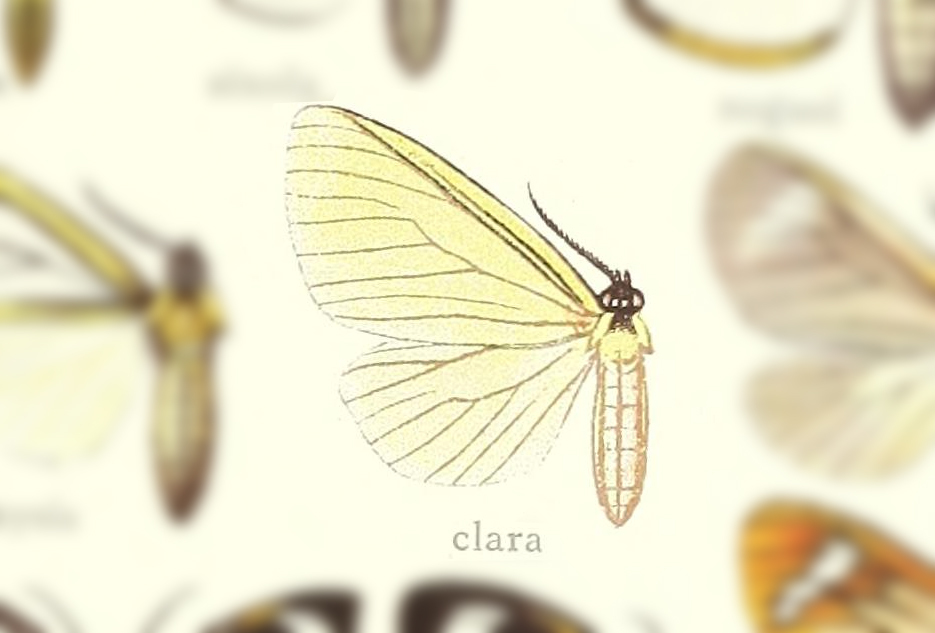 Hyalurga clara