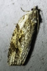 Thrincophora