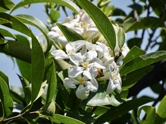 Melodinus fusiformis