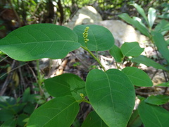 Neoshirakia japonica