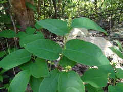 Neoshirakia japonica