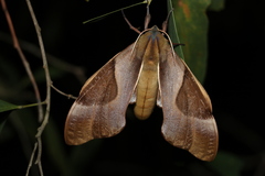 Coequosa triangularis