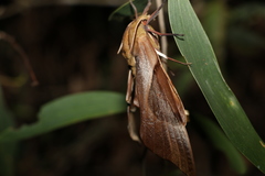 Coequosa triangularis