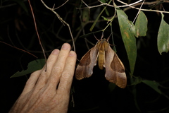 Coequosa triangularis