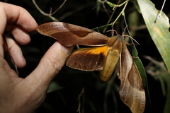 Coequosa triangularis