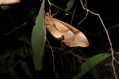 Coequosa triangularis