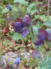 Cerinthe major
